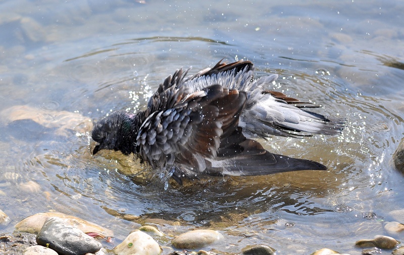 Uccelli arruffati